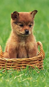 Preview wallpaper puppy, grass, trash, baby