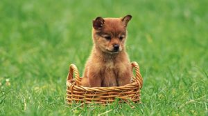 Preview wallpaper puppy, grass, trash, baby