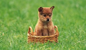 Preview wallpaper puppy, grass, trash, baby