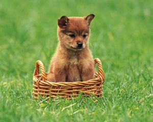 Preview wallpaper puppy, grass, trash, baby