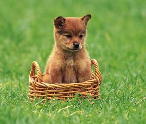 Preview wallpaper puppy, grass, trash, baby