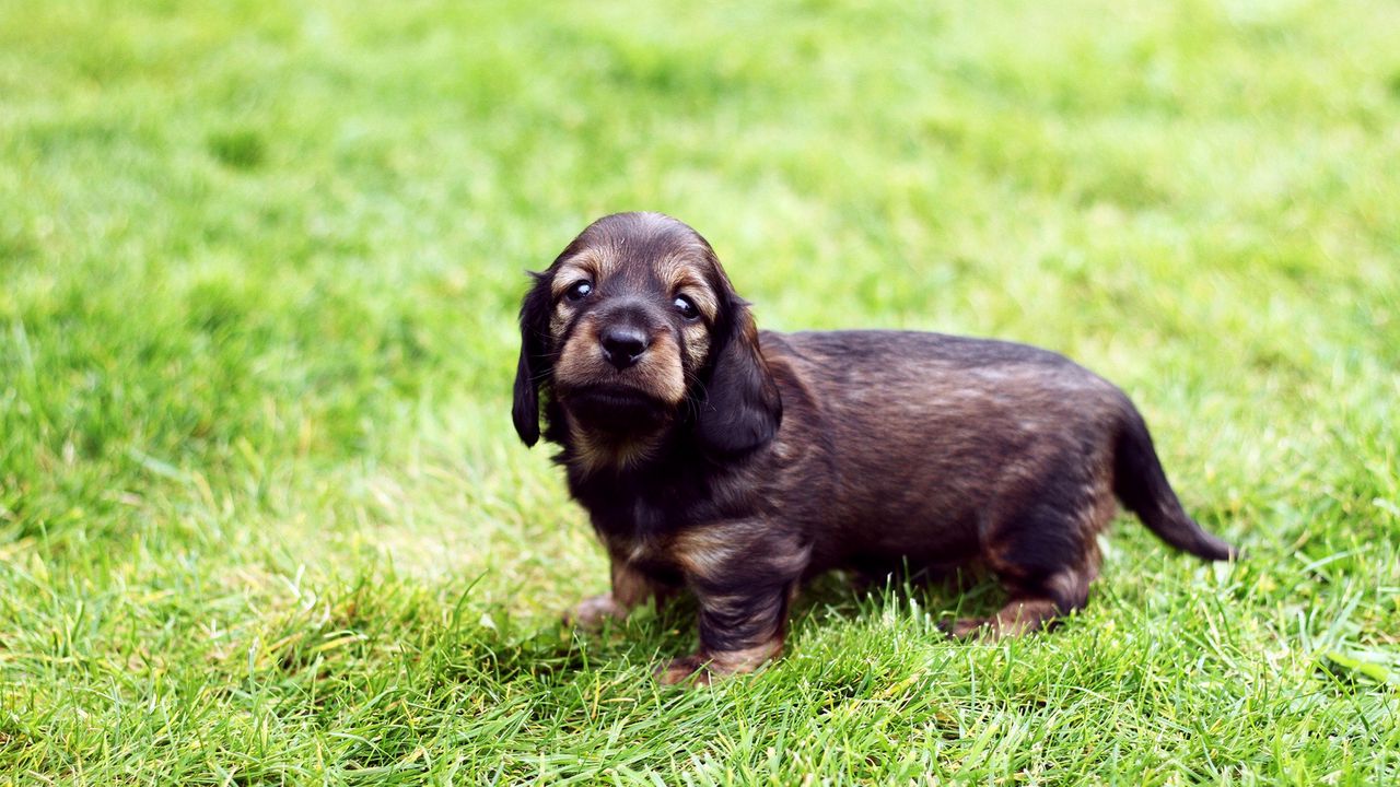 Wallpaper puppy, grass, walk, baby, spotted