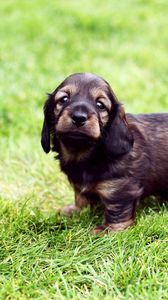 Preview wallpaper puppy, grass, walk, baby, spotted