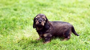 Preview wallpaper puppy, grass, walk, baby, spotted