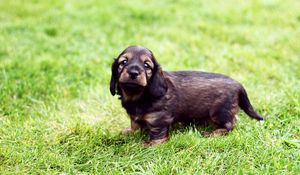 Preview wallpaper puppy, grass, walk, baby, spotted