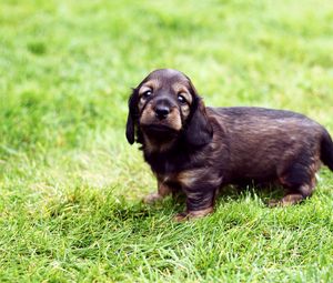 Preview wallpaper puppy, grass, walk, baby, spotted