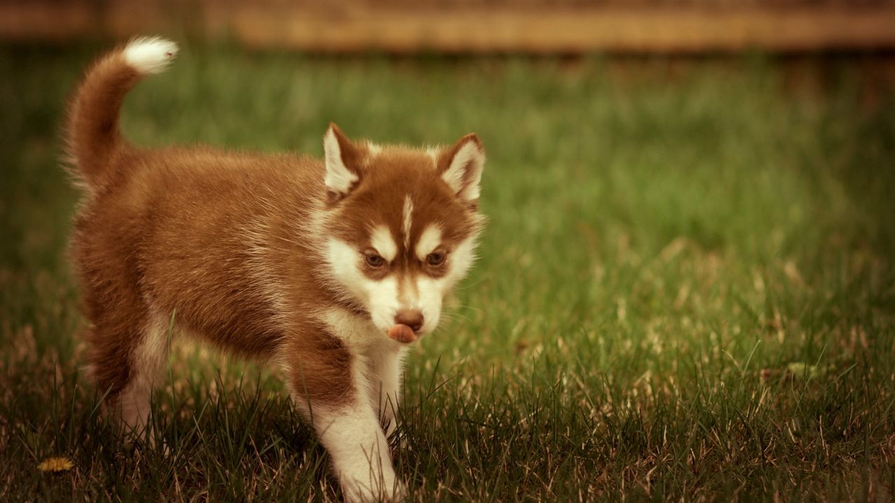 Wallpaper puppy, grass, walks, playful