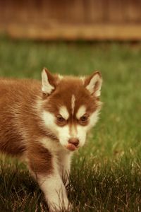 Preview wallpaper puppy, grass, walks, playful