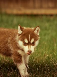 Preview wallpaper puppy, grass, walks, playful