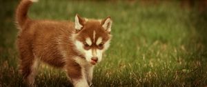 Preview wallpaper puppy, grass, walks, playful
