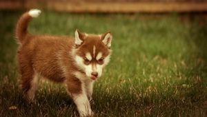 Preview wallpaper puppy, grass, walks, playful