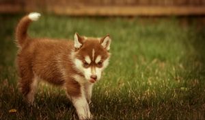 Preview wallpaper puppy, grass, walks, playful