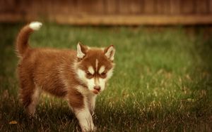 Preview wallpaper puppy, grass, walks, playful