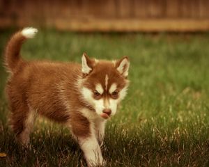 Preview wallpaper puppy, grass, walks, playful