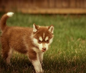 Preview wallpaper puppy, grass, walks, playful