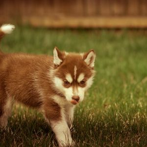 Preview wallpaper puppy, grass, walks, playful