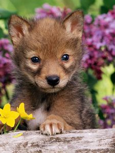 Preview wallpaper puppy, grass, wolf, cub, dog