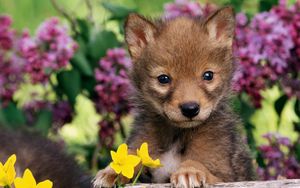 Preview wallpaper puppy, grass, wolf, cub, dog