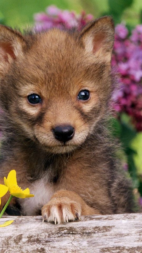 Download Wallpaper 540x960 Puppy Grass Wolf Cub Dog Samsung Galaxy