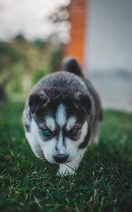 Preview wallpaper puppy, husky, dog, cute, heterochromia