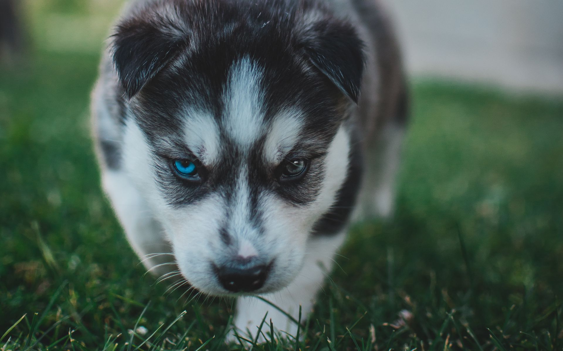 Alaskan Husky Puppies Wallpaper
