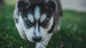 Preview wallpaper puppy, husky, dog, cute, heterochromia