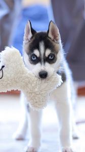 Preview wallpaper puppy, husky, dog, muzzle