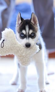 Preview wallpaper puppy, husky, dog, muzzle