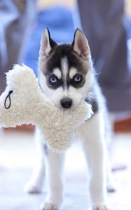 Preview wallpaper puppy, husky, dog, muzzle