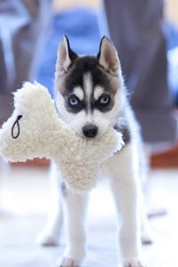 Preview wallpaper puppy, husky, dog, muzzle