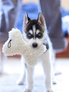 Preview wallpaper puppy, husky, dog, muzzle