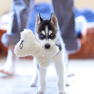 Preview wallpaper puppy, husky, dog, muzzle