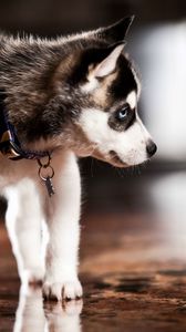 Preview wallpaper puppy, husky, dog collar