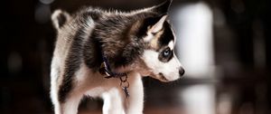 Preview wallpaper puppy, husky, dog collar