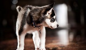 Preview wallpaper puppy, husky, dog collar