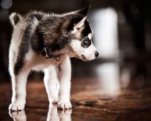 Preview wallpaper puppy, husky, dog collar