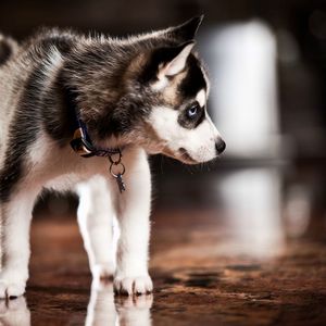 Preview wallpaper puppy, husky, dog collar