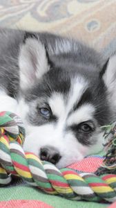 Preview wallpaper puppy, husky, dog lying
