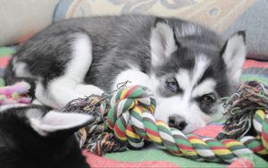Preview wallpaper puppy, husky, dog lying
