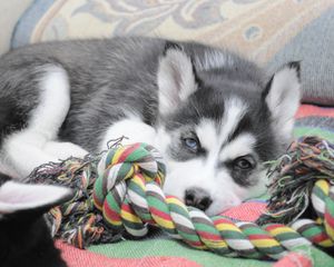 Preview wallpaper puppy, husky, dog lying