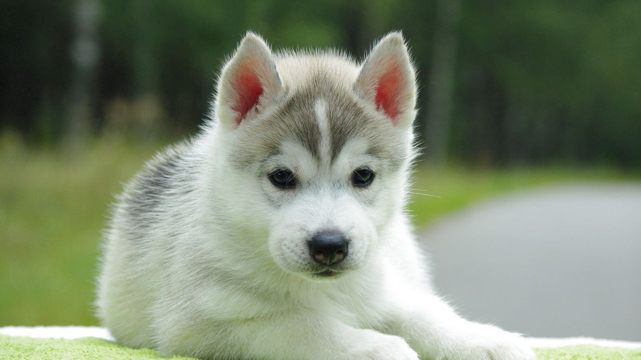 Wallpaper puppy, husky, down, cute hd, picture, image