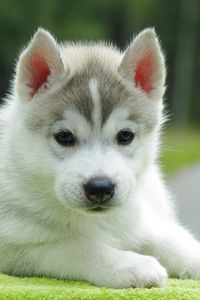 Preview wallpaper puppy, husky, down, cute