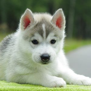 Preview wallpaper puppy, husky, down, cute