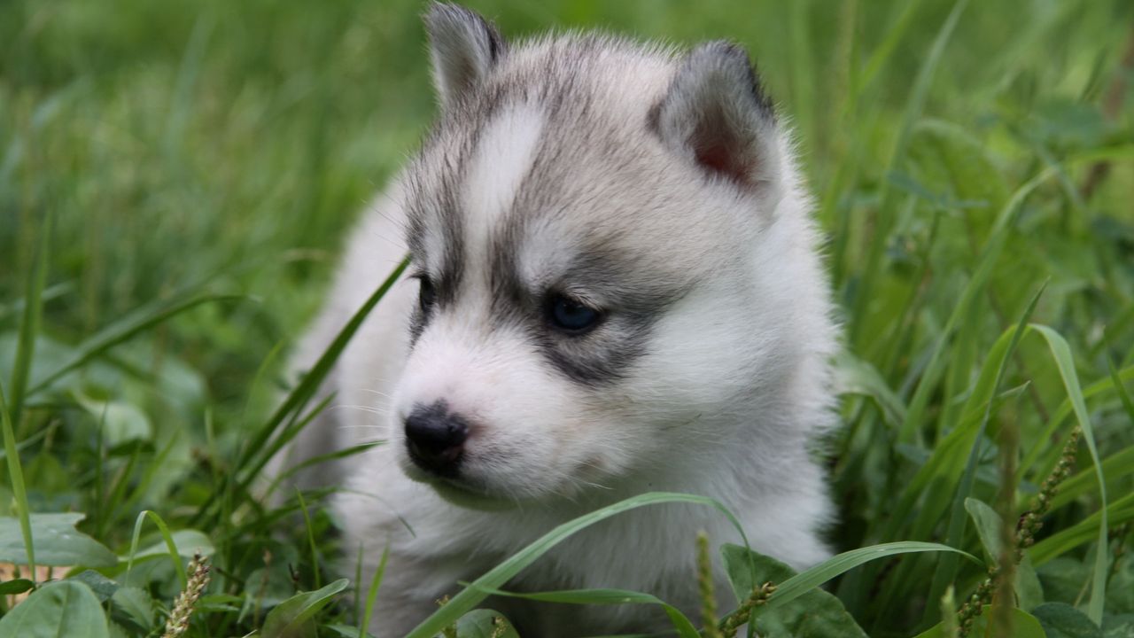 Wallpaper puppy, husky, grass, sit
