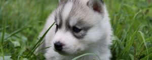 Preview wallpaper puppy, husky, grass, sit