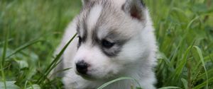 Preview wallpaper puppy, husky, grass, sit