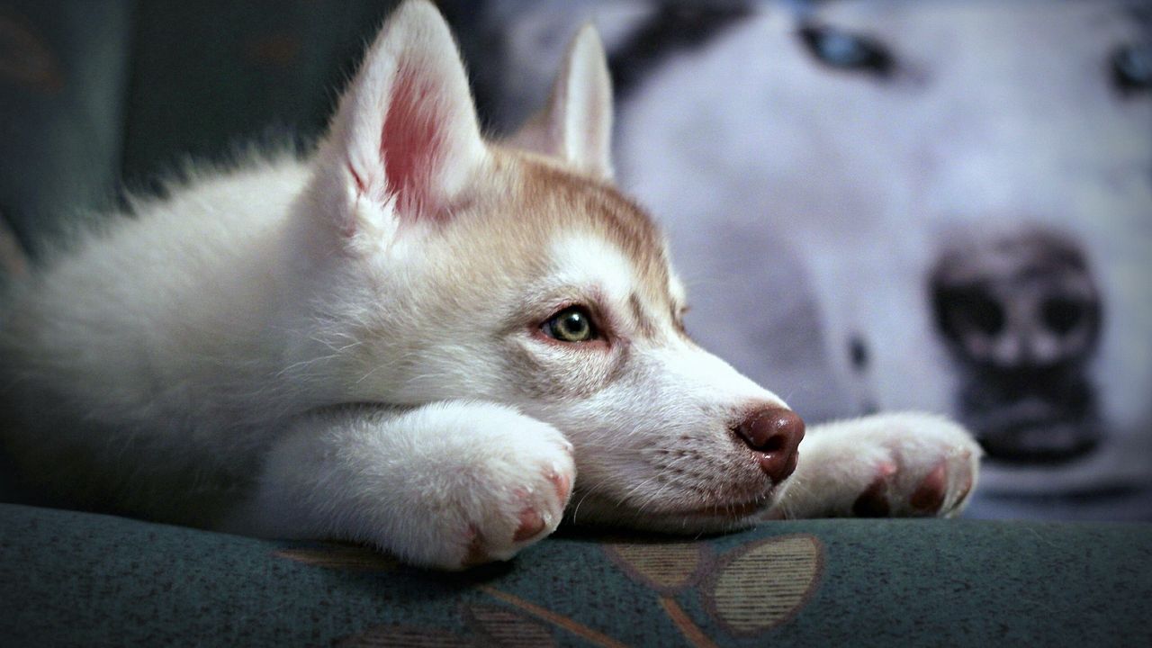 Wallpaper puppy, husky, sadness, suspense, loyalty, face