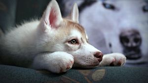 Preview wallpaper puppy, husky, sadness, suspense, loyalty, face
