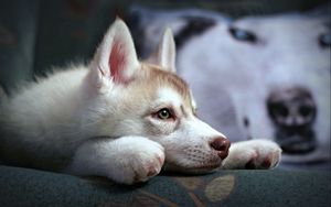 Preview wallpaper puppy, husky, sadness, suspense, loyalty, face