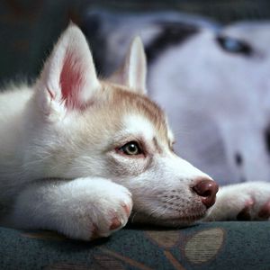 Preview wallpaper puppy, husky, sadness, suspense, loyalty, face